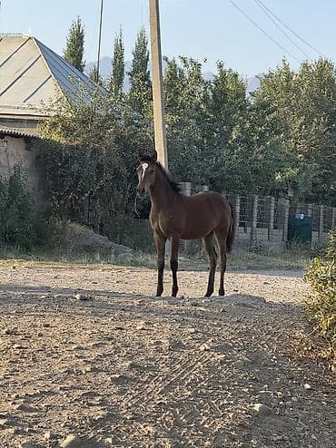 сова живая: Продаю | Жеребенок | Кара Жорго | Рабочий | Племенные — 5