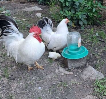 тоок гриль бишкек: Продам Шабо — 3