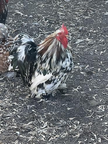 Куры, петухи: Продаю | Петух | Для разведения — 1