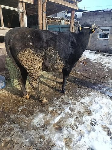 карова талас: Продаю | Корова (самка) | Для разведения — 3