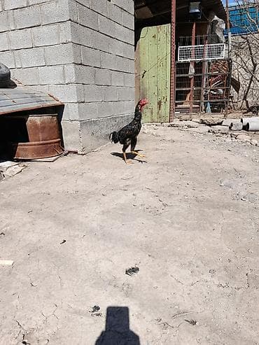 продаю гусь: Продаю | Петух | Бойцовая | Для разведения — 4