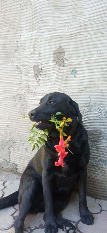 лабрадор сколько стоит: Лабрадор-ретривер, окрас черный. Описание: - Классический лабрадор с — 2