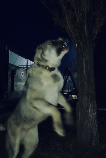 объявления отдам щенка в хорошие руки: Мощ кобель вязка пароды алабай по ? звонить — 2