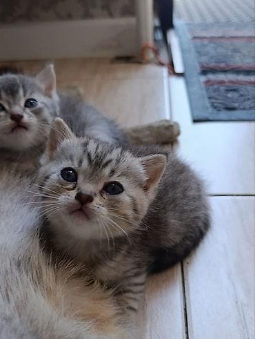 три кота: Беспородная, 1 месяц, Девочка, Приучена к лотку — 4