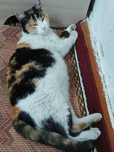 Мышыктар: Котята от трёхцветной кошки - Помёт из трёх котят — 3