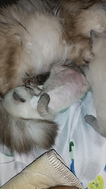 scottish fold: Породистые сиамские котята с окраском колор-пойнт. - Малыши с ярко — 1