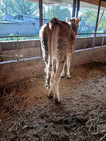 меренос козу: Продаю | Тёлка | Швицкая | Для молока | Привязанные — 6