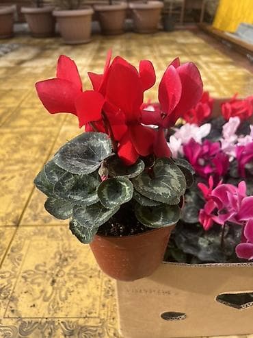 Денежное дерево: Комнатные цветы в горшках — готовые к украшению дома или офиса — 2