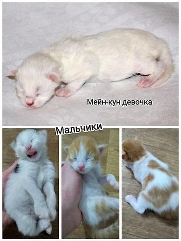 отдам кошку: Мейн-кун, 1 месяц, Мальчик — 1
