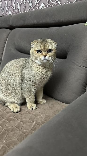 Кошки: Вязка: Скотиш Фолд (Шотландская вислоухая), Мальчик, 1 год, С документами, Золотая шиншилла — 1