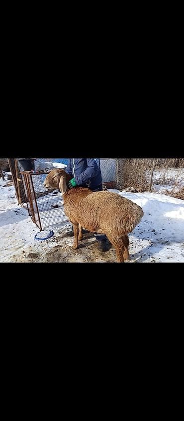 Продаю | Овца (самка) | Для разведения | Матка