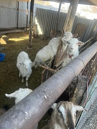 А/ч жаныбарларын сатып алам: Сатам | Эчки (ургаачы) | Аргын | Көбөйтүү үчүн | Асыл тукумдуу — 2