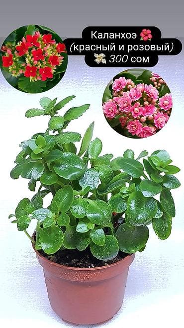 Диффенбахии: Продаю 🪴 🌺 комнатные растения 🪴 Пассифлора кализия розовая пантера — 4