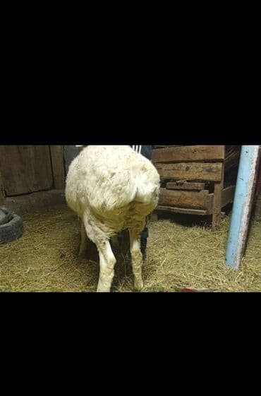 продам голубей: Продаю | Ягненок — 6