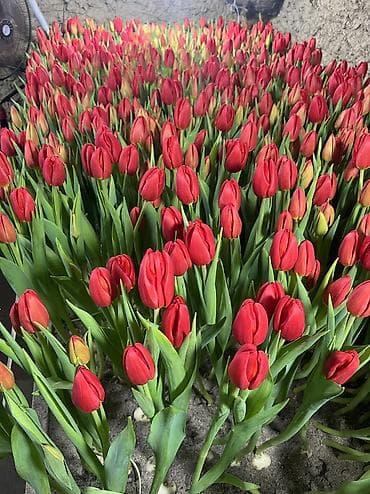 🌷 Тюльпаны на продажу! Свежие, качественные, выращиваем сами. С