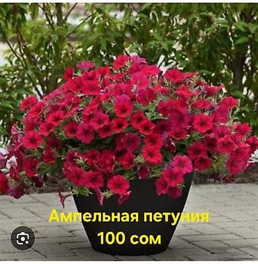 накладной стол: Ампельная петуния — ярко‑красное обильноцветущее растение для кашпо — 1