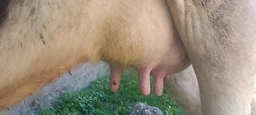 для быков: Продаю | Корова (самка) | Голштин | Для молока | После отела — 3