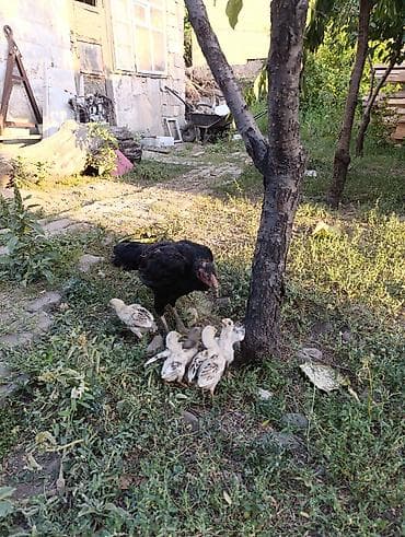 бройлерные куры купить: Срочно продаю бойцовских цыплят очень хорошие цыплята активные и — 5