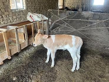 продаю пластиковые ящики: Продаю | Музоо, торпок | На откорм — 3