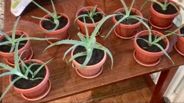 комнатные растения из голландии в бишкек каталог: Фотографии уже устарели. Теперь все алоэ намного выше и больше! — 21