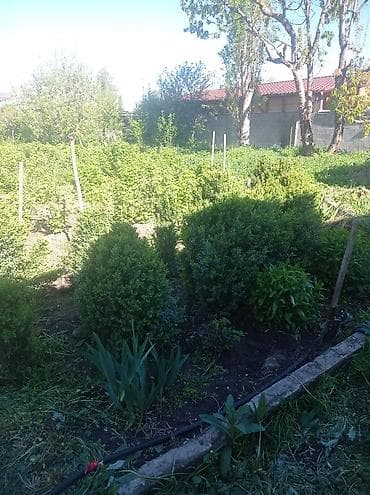 Самшит: Самшит (Buxus sempervirens) — взрослые сформированные кусты для живых — 2