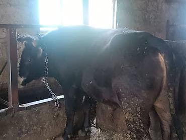 американский кокер спаниель цена: Продаю | Бык (самец) — 3