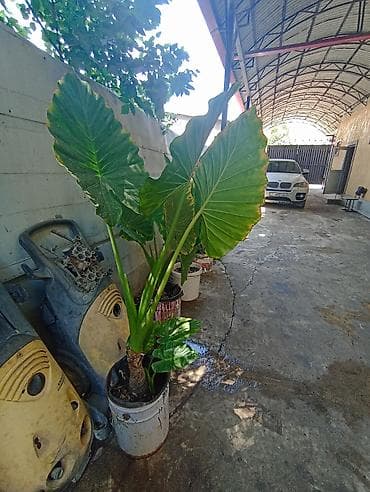 Алоказия крупнолистная (слоновье ухо) в горшке - — 5