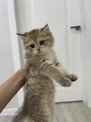 Продажа кошек: Шотландские котята окраса золотой шиншилла🤍 Вислоухий котенок только — 2