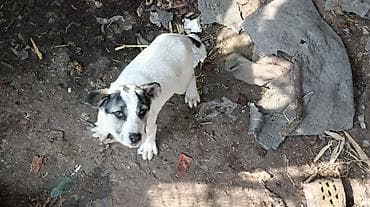 алабай токмок: Алабай, 3 месяца, Самка — 2