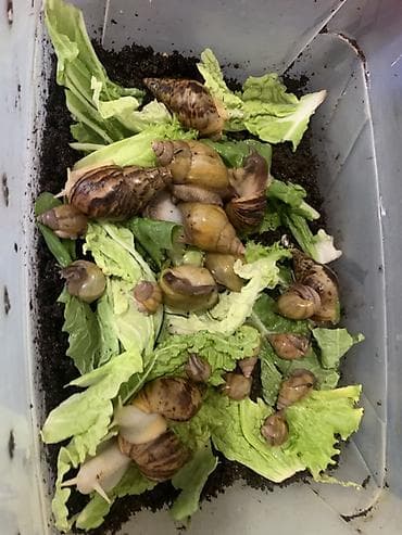 Животные: Африканские сухопутные улитки Ахатина (размеры от молодых до взрослых — 4