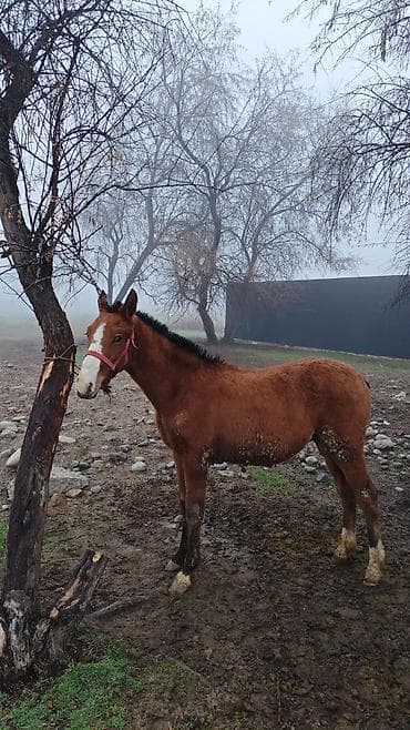 Ветеринар кызматы: Зынкыйган тайлар сатылат 1. ургаачы 1 эркек бироо з айда бир жаш бироо — 2