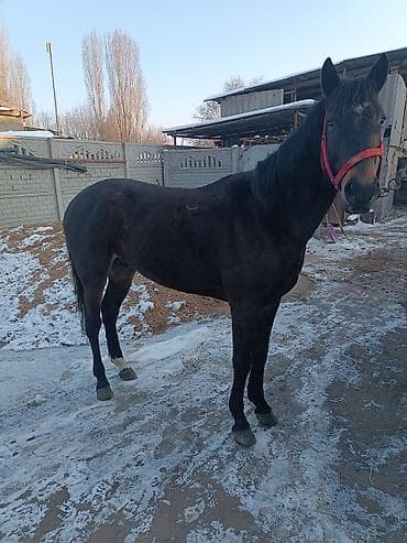 Другие животные: Продаю | Конь (самец) | Английская — 4