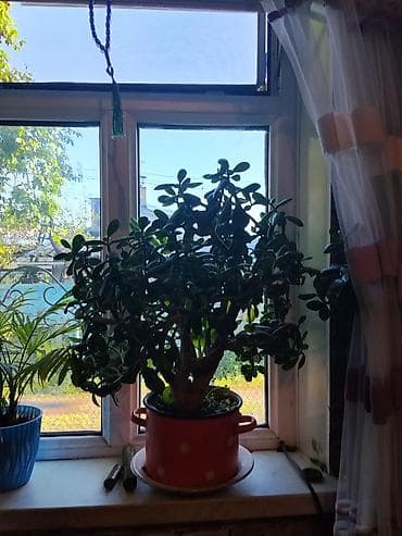 ред: Толстянка (денежное дерево) в декоративном горшке. - Крупное — 1