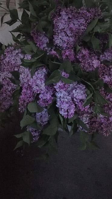бөлмө гүлдөрү: Букеты Сирени — 3