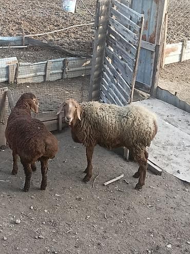 А/ч жаныбарларын сатам: Сатам | Ургаачы кой (ургаачы) | Арашан | Көбөйтүү үчүн | Ургаачы — 4