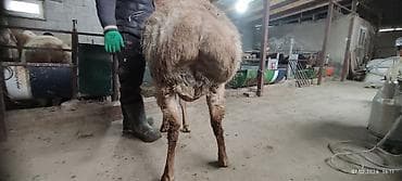 ат баши: Продаю | Баран (самец) | Арашан | Для разведения | Осеменитель — 5