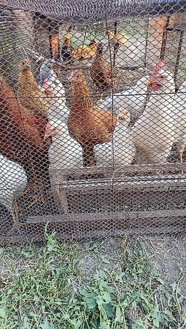 Продаю | Куры | Домашняя | Несушки
