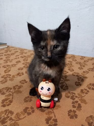 отдам кота в добрые руки: Котята – домашние, ручные, приучены к лотку. Ласковые, игривые — 2