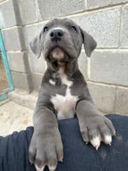 отдам даром щенка ротвейлера: Продаются щенки кубинского питбуль терьера, две девочки 05.09.25г.р. — 2