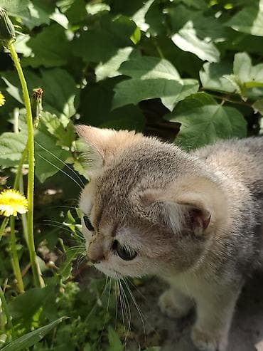 ангора кошка купить: Скотиш Страйт (Шотландская прямоухая), 2 месяца, Девочка, Золотая шиншилла, Приучена к лотку — 2