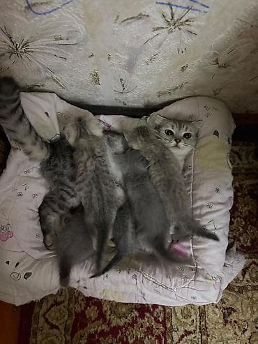 сиамская кошка стоимость: Скотиш Фолд (Шотландская вислоухая), 1 месяц, Мальчик, Серый — 8
