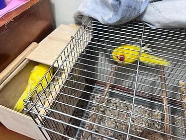 певчих папугай: Какарико (краснолобый какапо/краснолобый попугай) жёлтой мутации в — 3