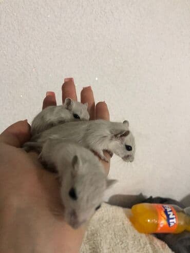 Шиншиллы: Малыши песчанки (домашние дегу-гербиллы) светлого окраса. Описание: - — 1