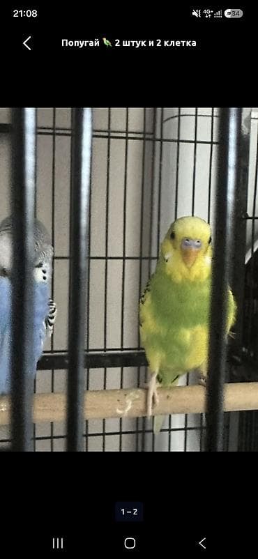 Птицы: Продаю попугаи с домиком срочно — 3