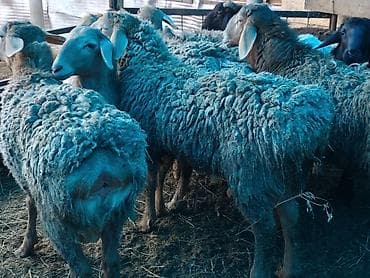 Үй жаныбарлары үчүн товарлар: Сатам | Кочкор (эркек) | Гиссар | Союуга — 7