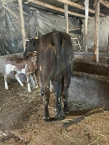 щенки французский бульдог: Продаю | Корова (самка), Тёлка | Для разведения — 8