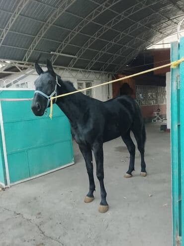 седло для осла: Продаю | Конь (самец) | Конный спорт — 7