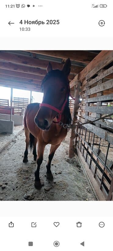 продажа щенков немецкой овчарки с документами в бишкеке: Сатам | Бээ (ургаачы) | Жумушка — 2