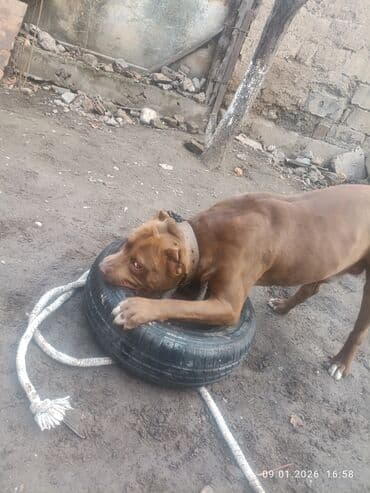 питбуль боец: Питбуль, 10 месяцев, Самец, С прививкой — 8