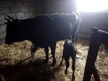 кой мал: Продаю | Корова (самка) | Полукровка | Для разведения | После отела — 3